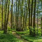 Holiday home Du Bois Des Perruches *
