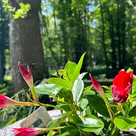 Hébergement de vacances Du Bois Des Perruches Saint-Vincent-des-Bois